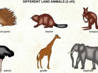 Different_land_animals_