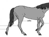 Anatomy_and_physiology_of_animals_Common_horse_joints