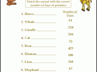 Animal-Pregnancy-Game