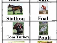 Animals-Names