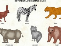 Different_land_animals_1
