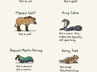 animal-names