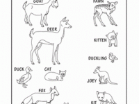 baby-animals-names-life-science