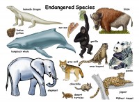 endangered_animals