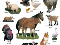 farm_animals