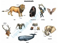 mammals