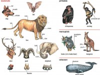 mammals_