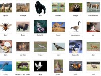 pictures_of_animals