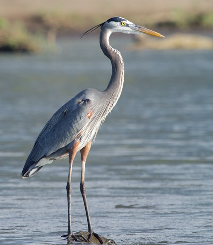 heron bird